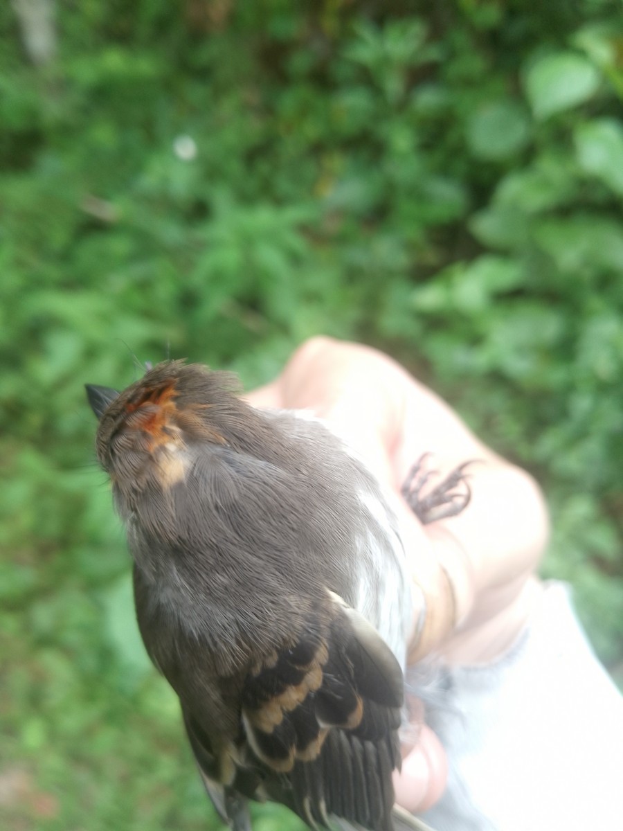 Mouse-gray Flycatcher - ML638064889