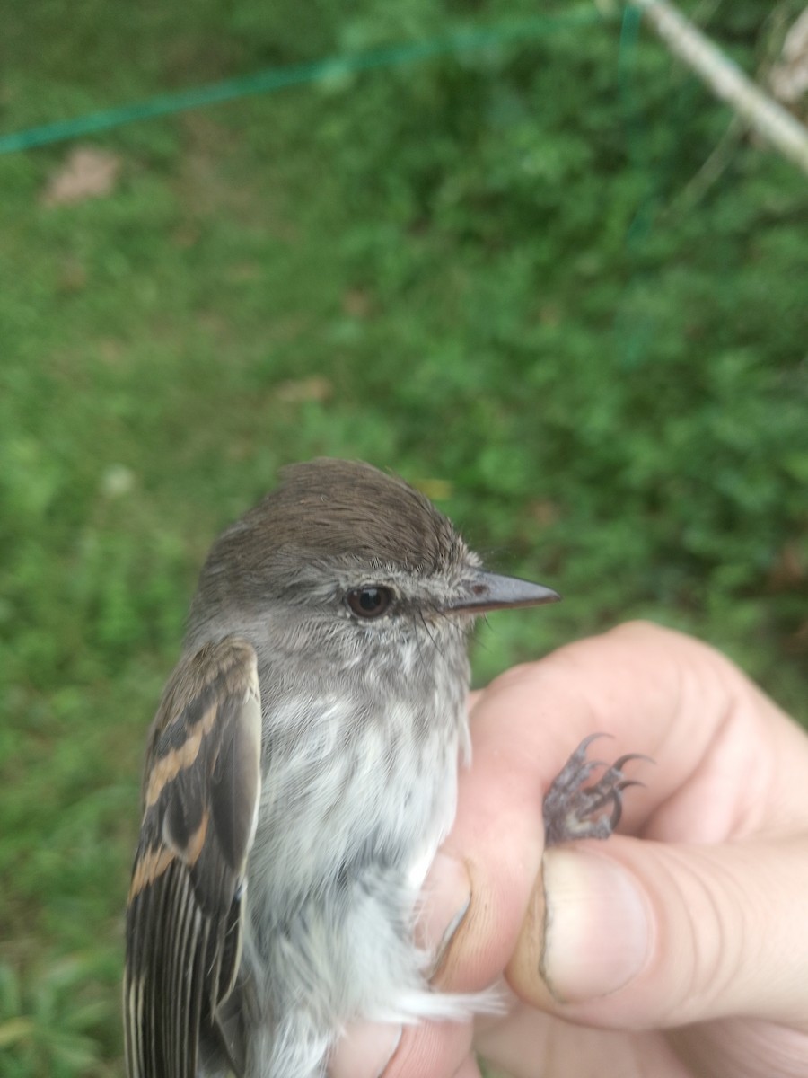 Mouse-gray Flycatcher - ML638064890