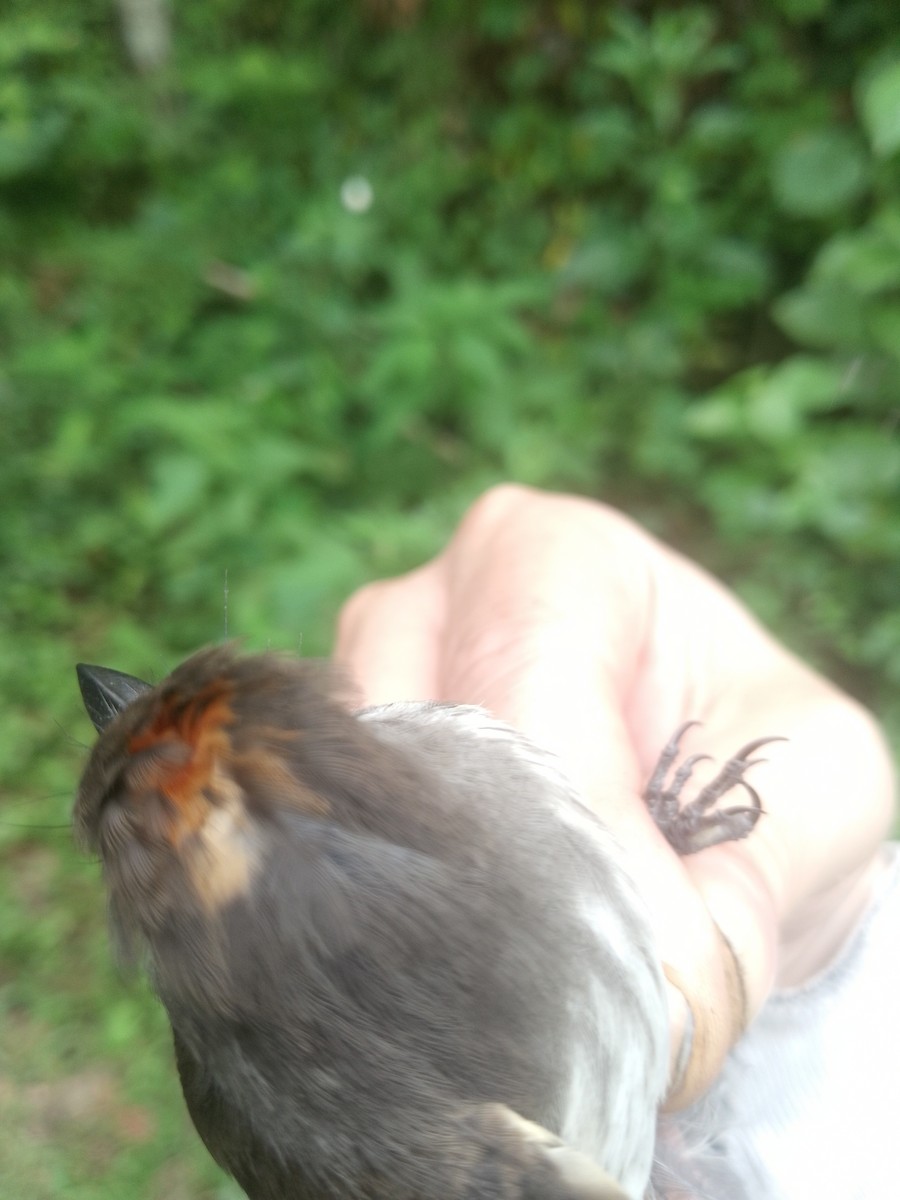 Mouse-gray Flycatcher - ML638064893