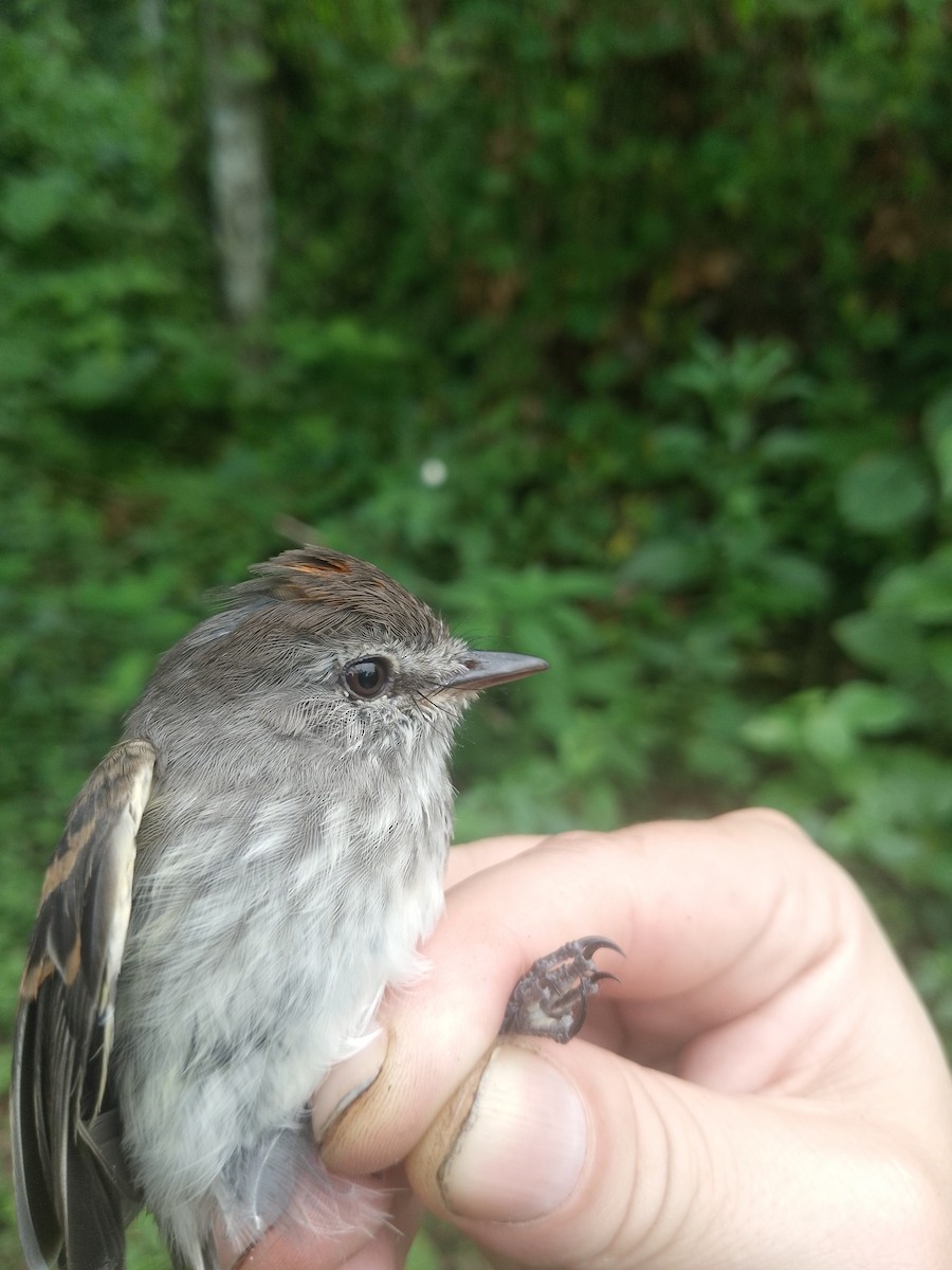 Mouse-gray Flycatcher - ML638064897