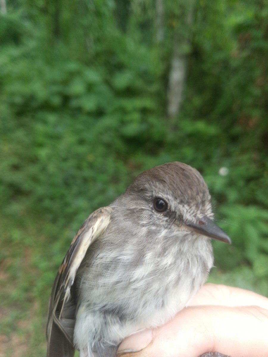 Mouse-gray Flycatcher - ML638064900