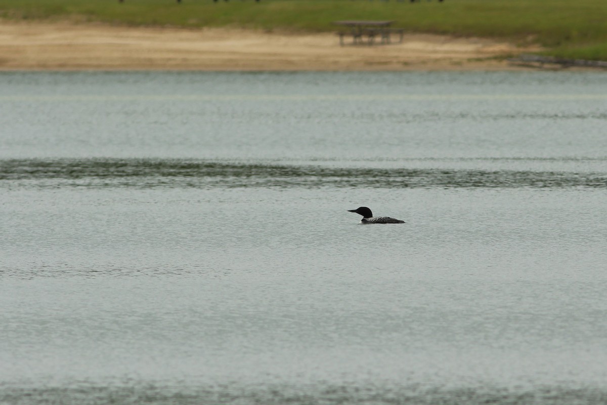 Common Loon - ML638064907