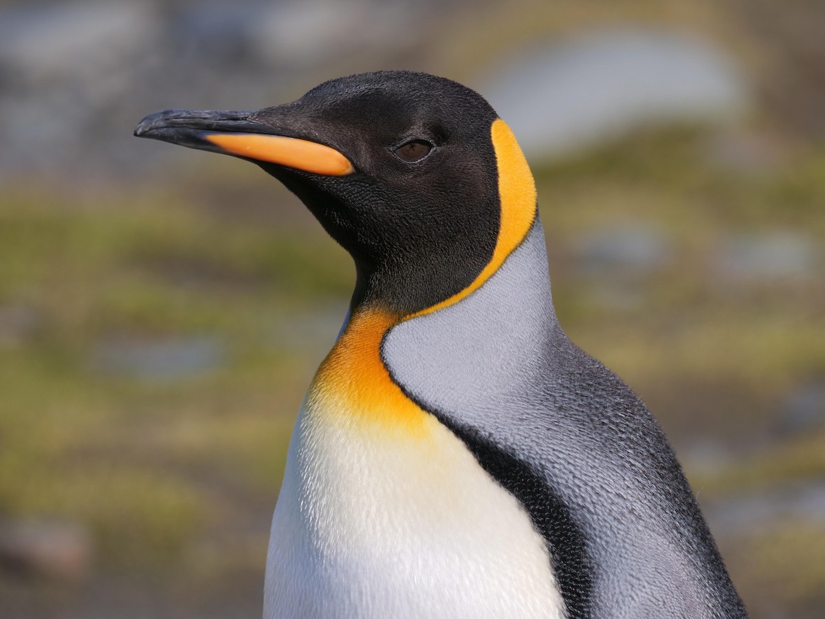King Penguin - ML638064909