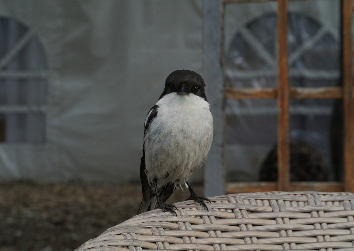 Southern Fiscal (Southern) - ML638064912