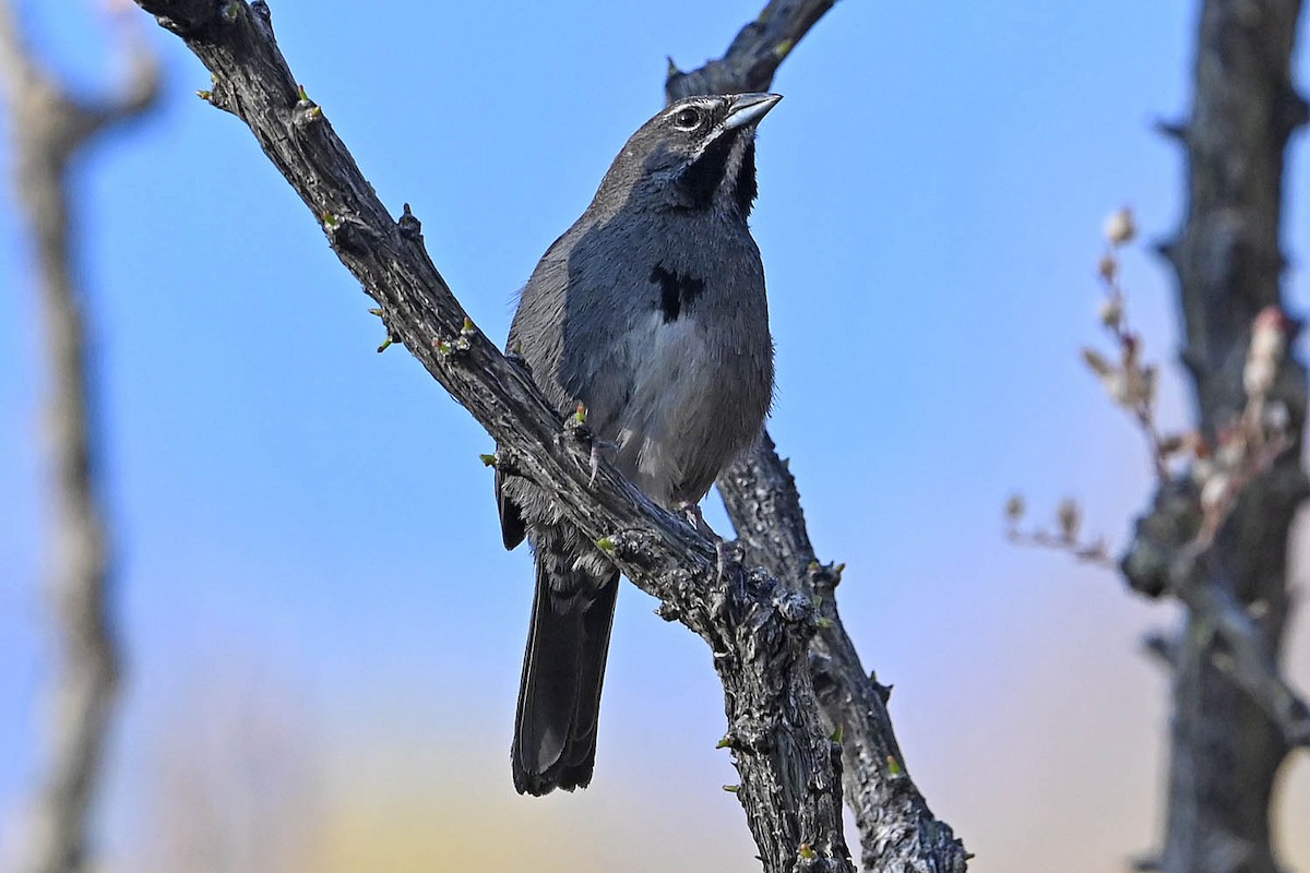 Five-striped Sparrow - ML638064916