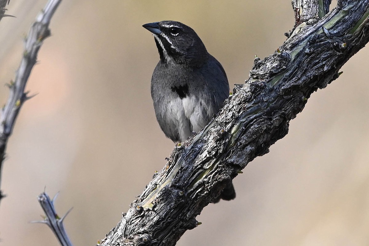 Five-striped Sparrow - ML638064917