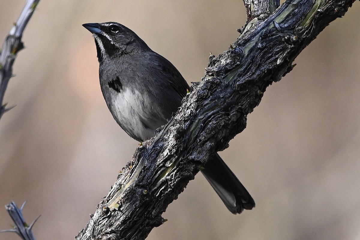 Five-striped Sparrow - ML638064918