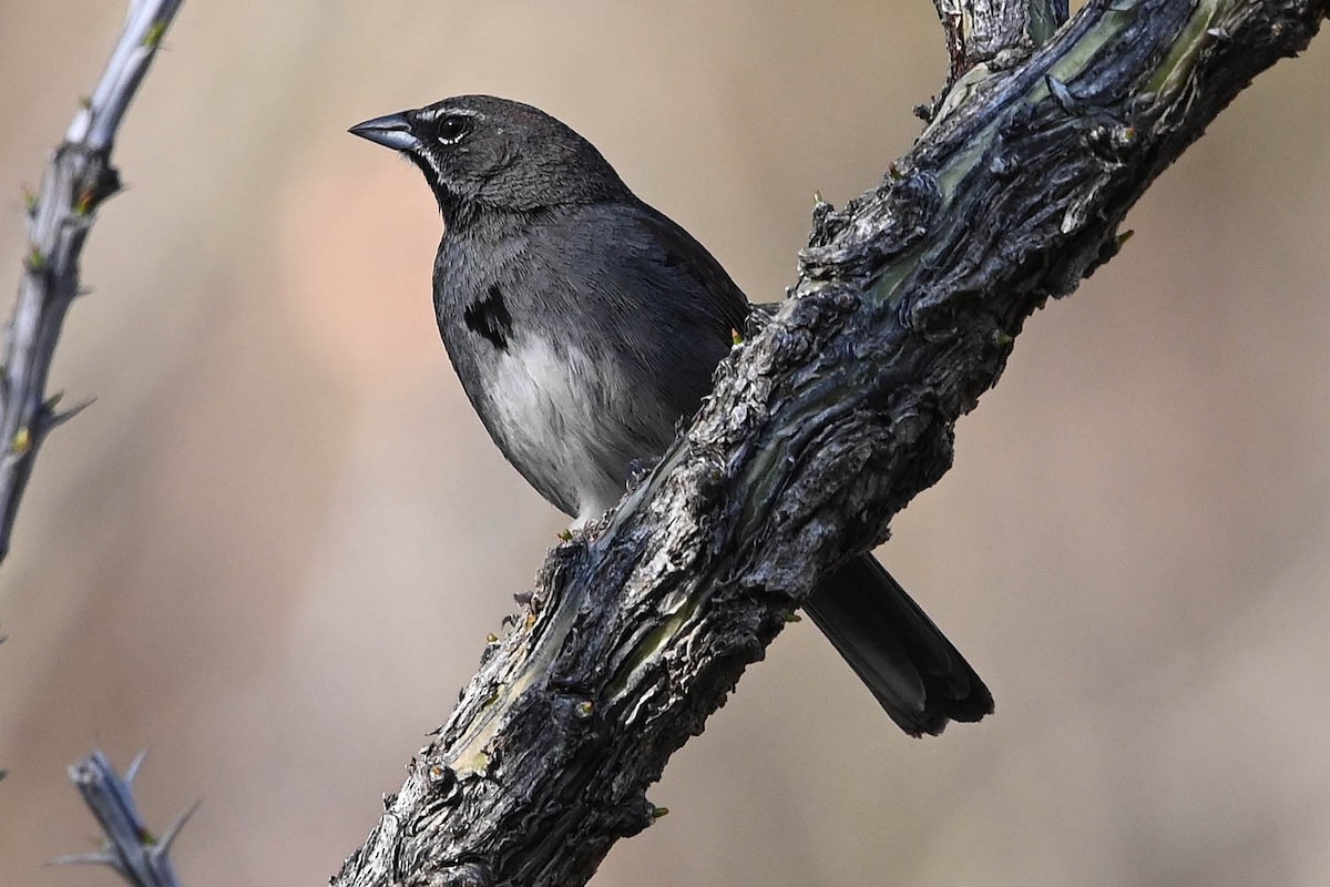 Five-striped Sparrow - ML638064919