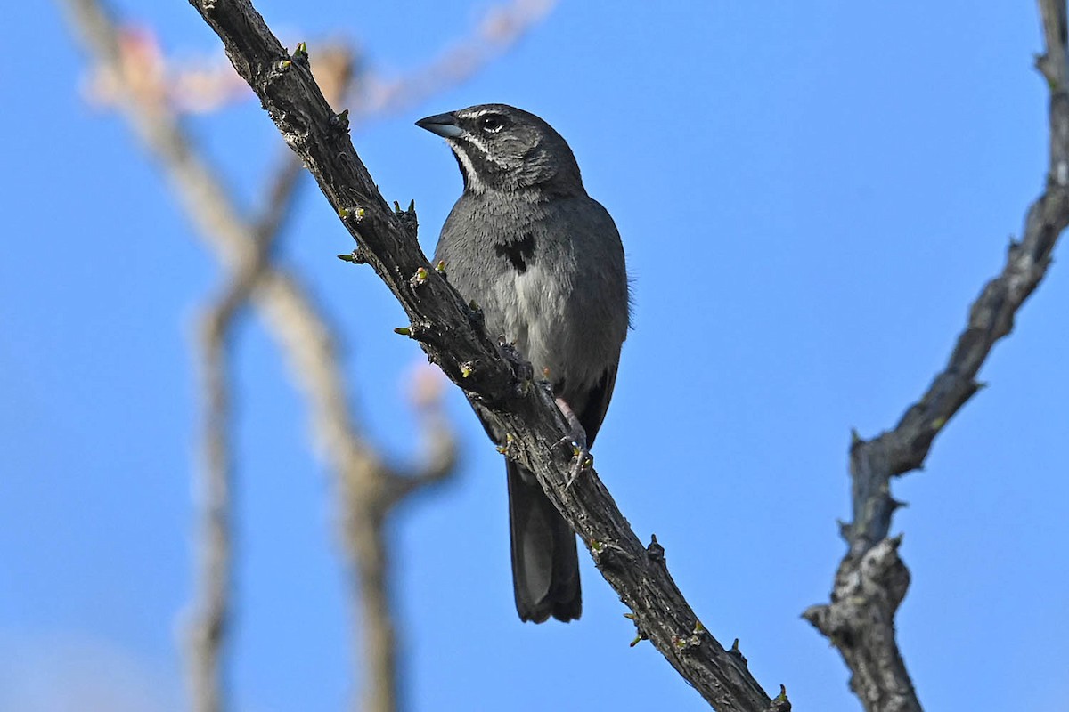 Five-striped Sparrow - ML638064920
