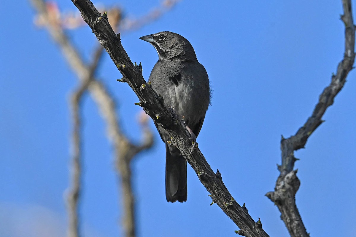 Five-striped Sparrow - ML638064922