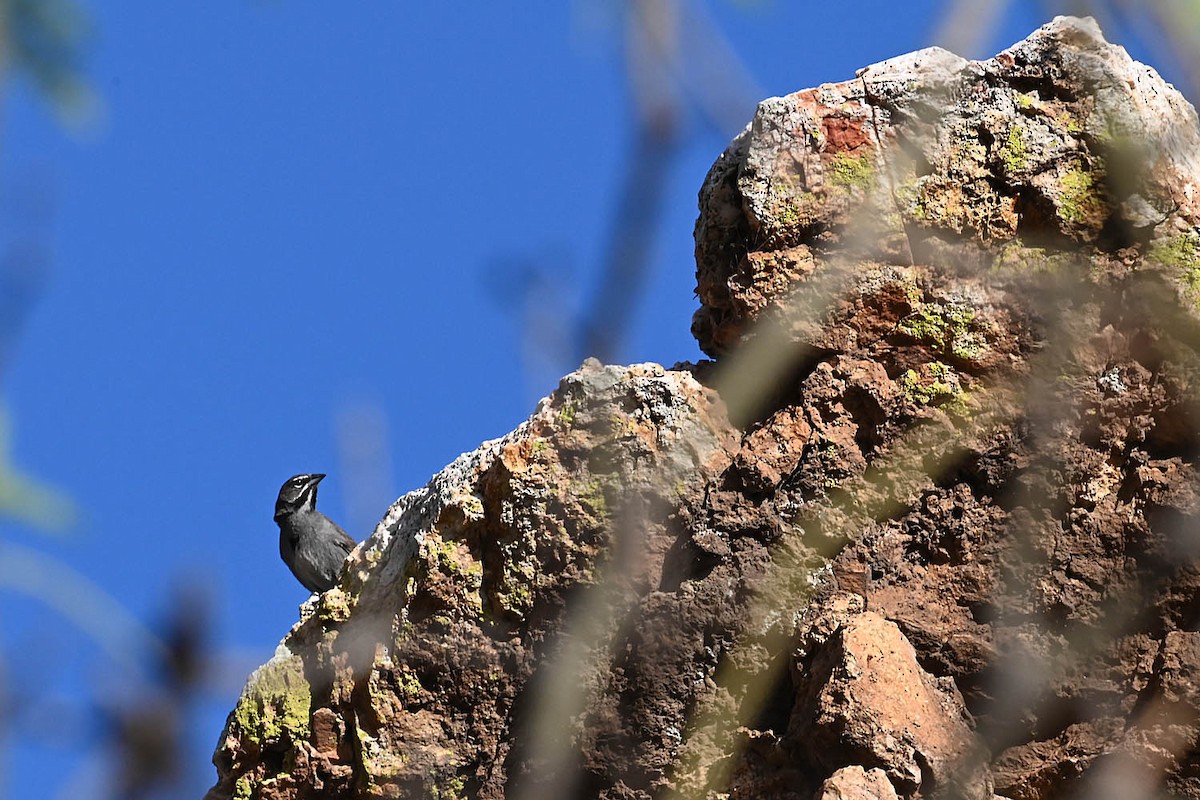 Five-striped Sparrow - ML638064923