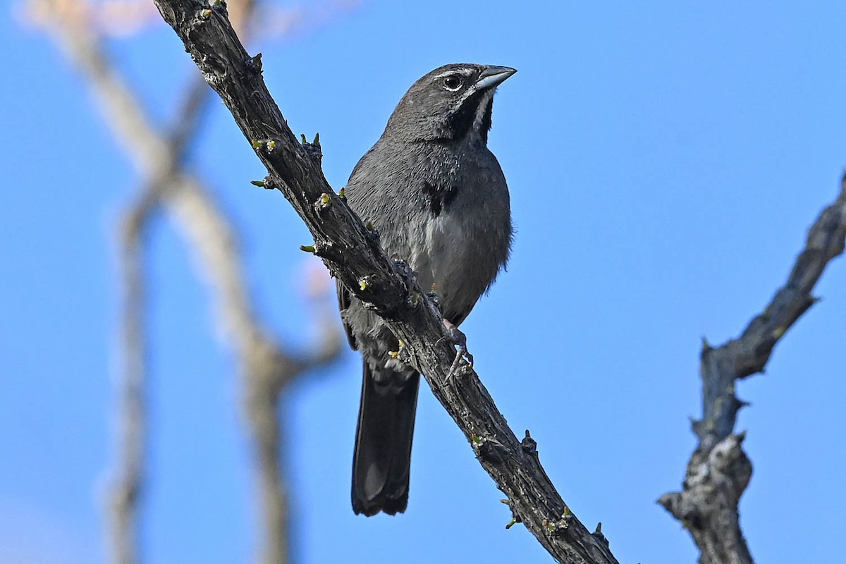 Five-striped Sparrow - ML638064924