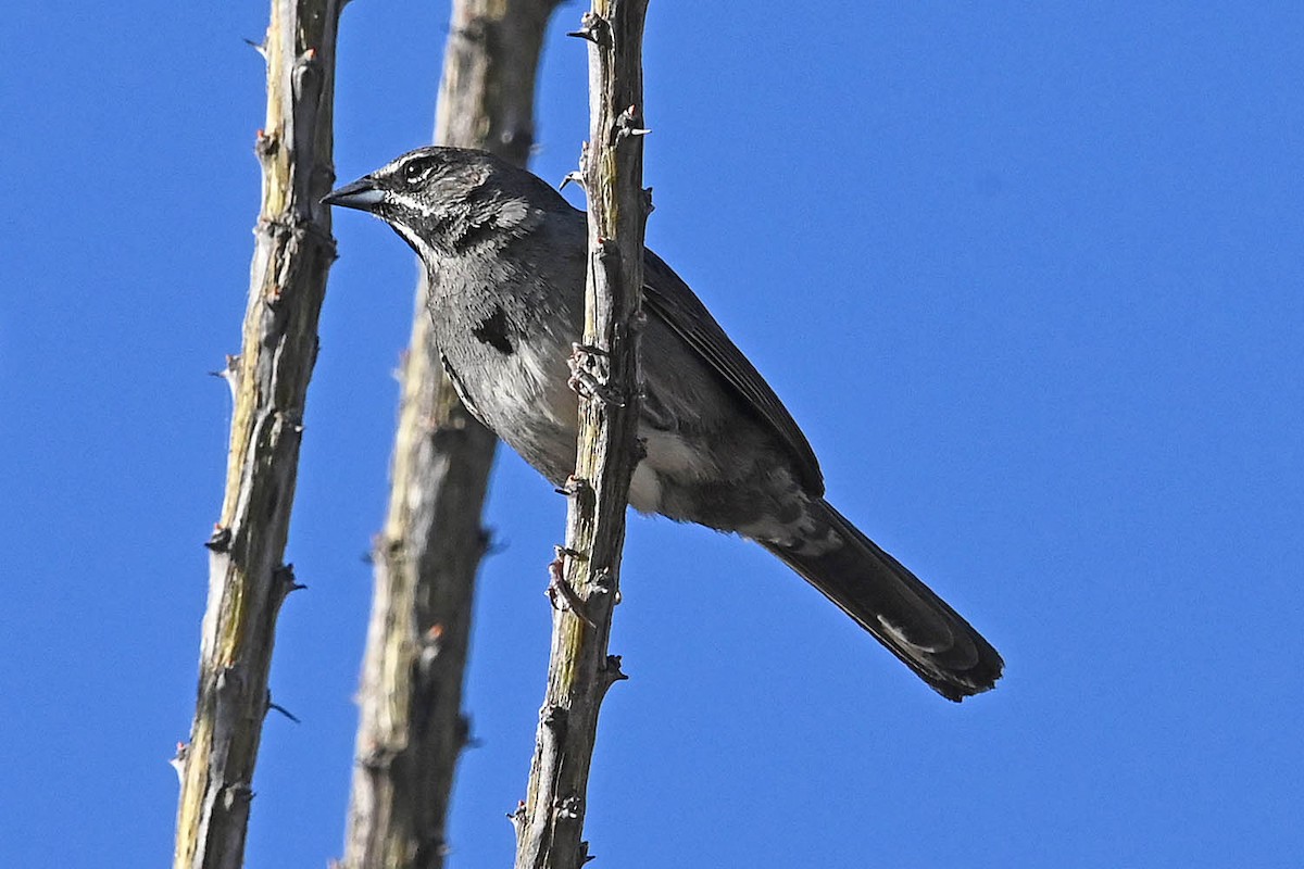Five-striped Sparrow - ML638064925