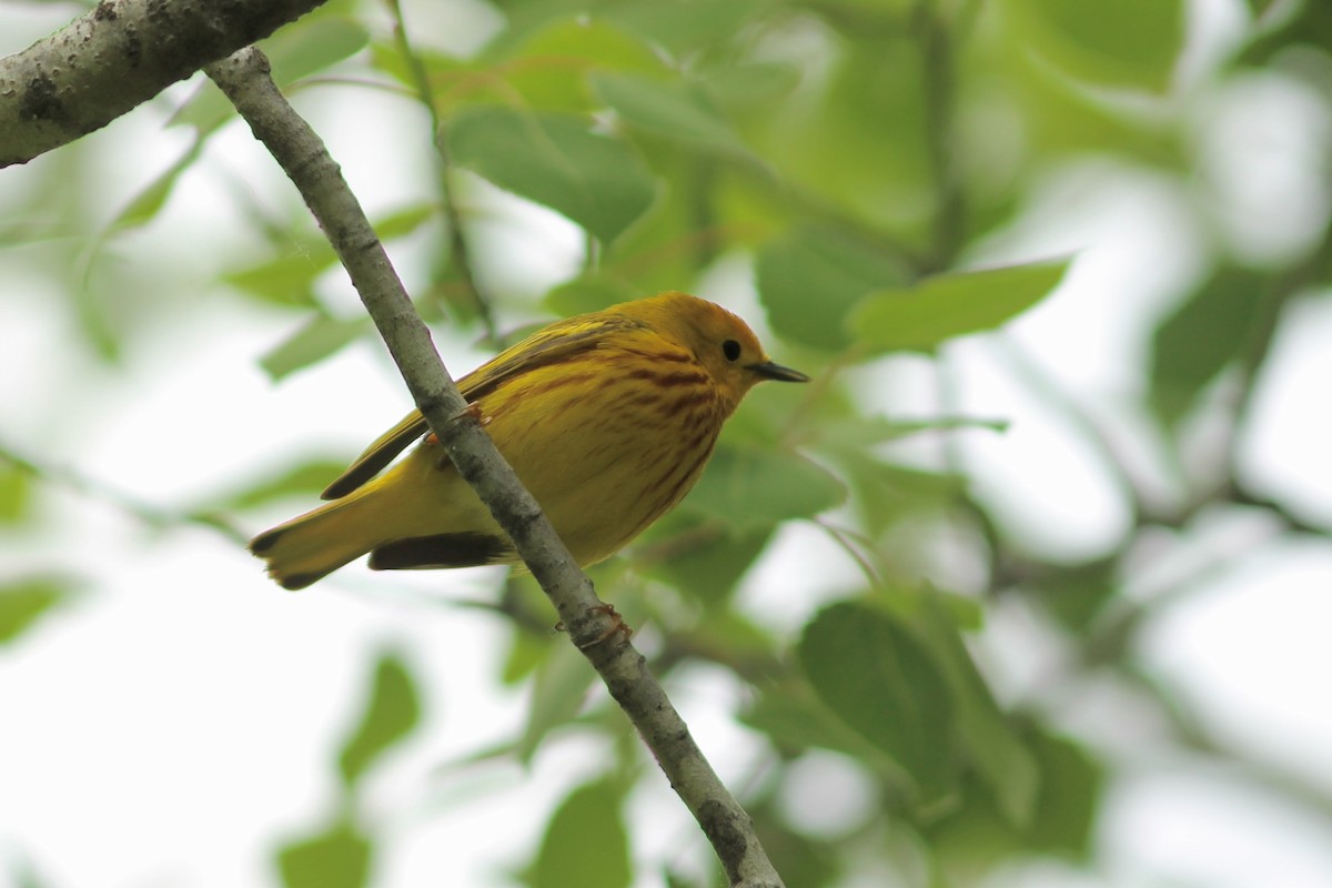 Yellow Warbler (Northern) - ML638064926