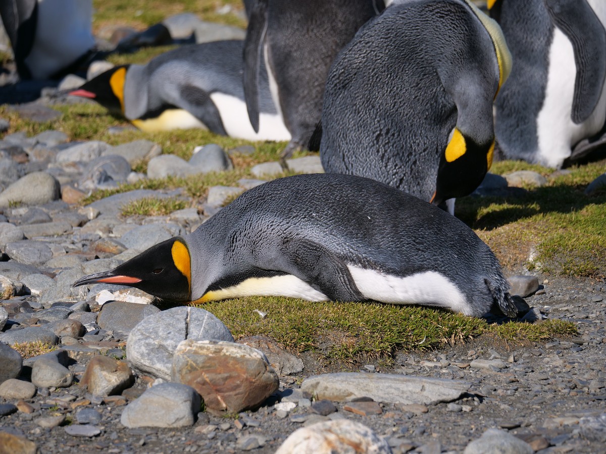King Penguin - ML638064930