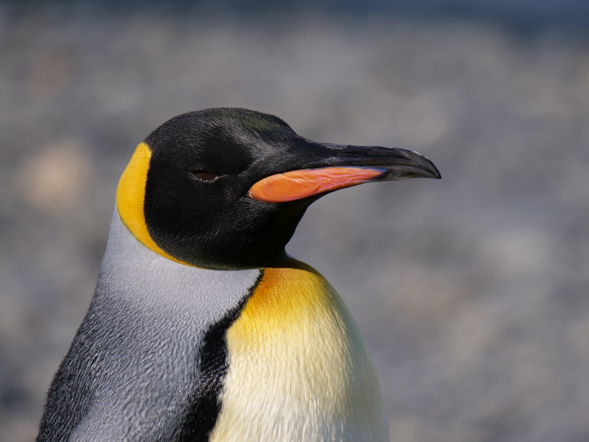 King Penguin - ML638064947