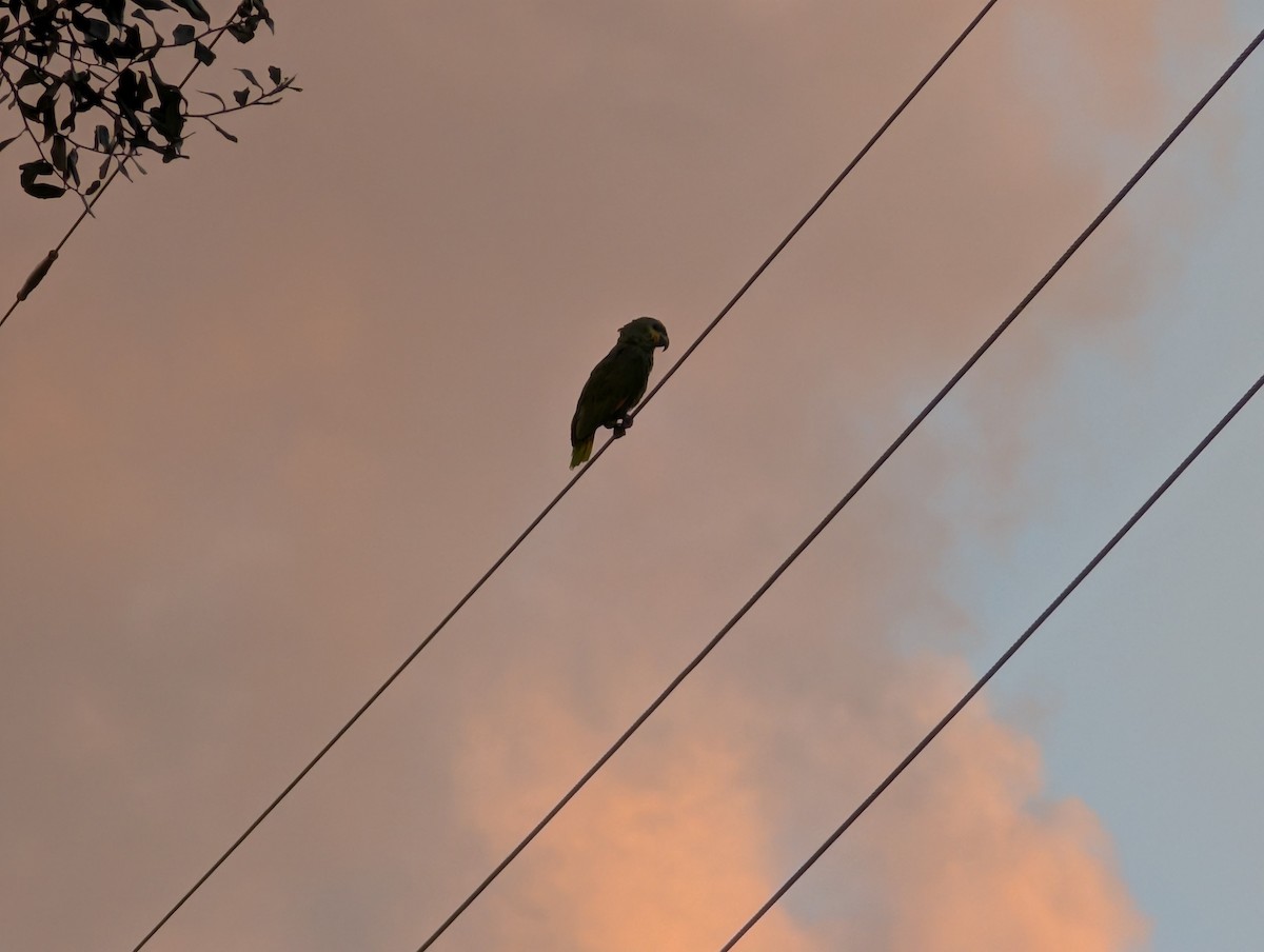 Orange-winged Amazon - ML638064958