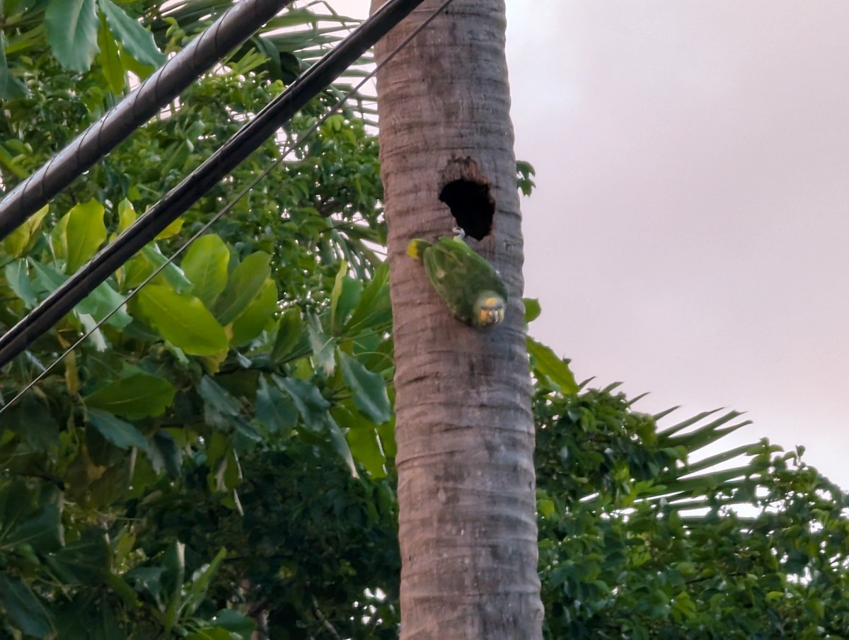 Orange-winged Amazon - ML638064959