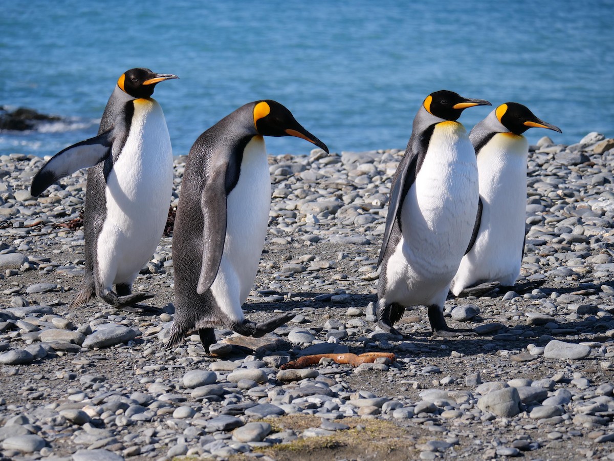 King Penguin - ML638064966