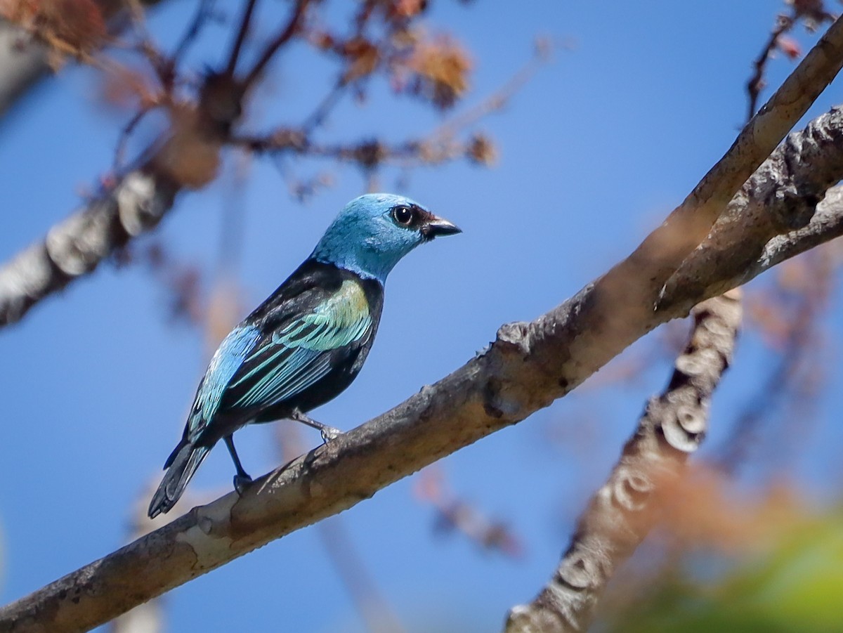 Blue-necked Tanager - ML638064978