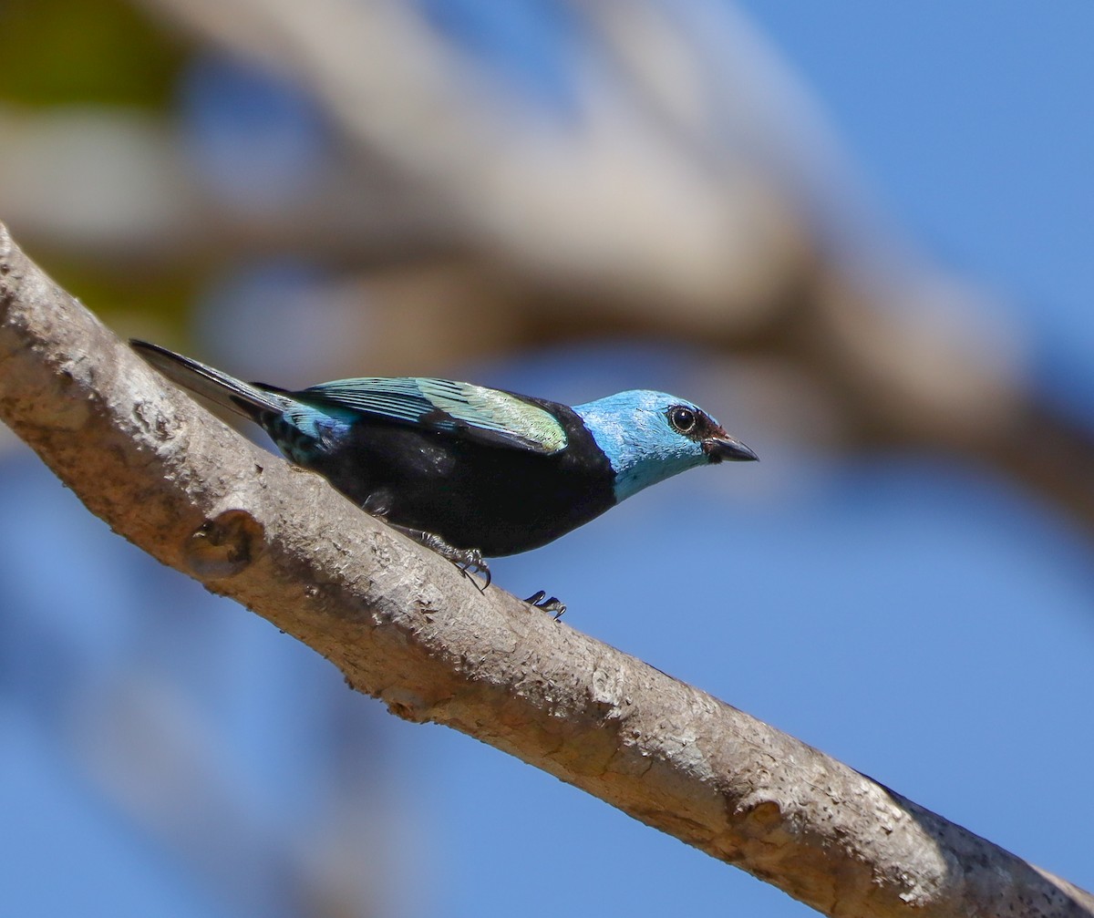 Blue-necked Tanager - ML638064979