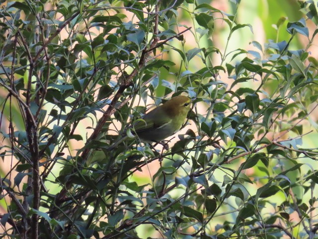Yellow-throated Woodland-Warbler - ML638064981