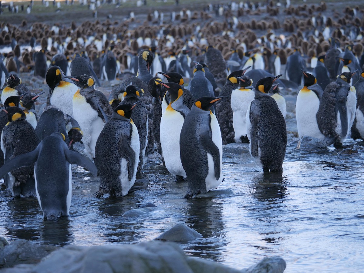 King Penguin - ML638064983