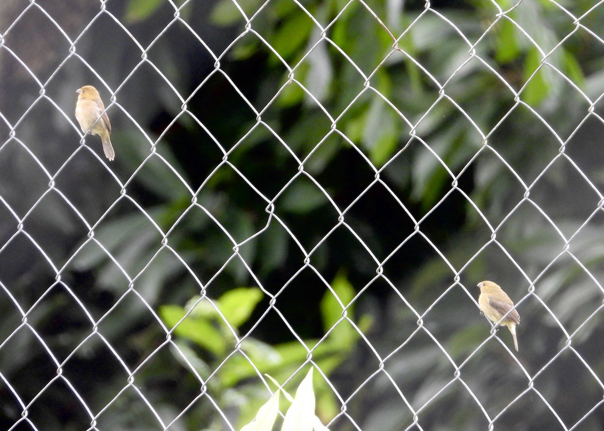 Variable Seedeater - ML638064991