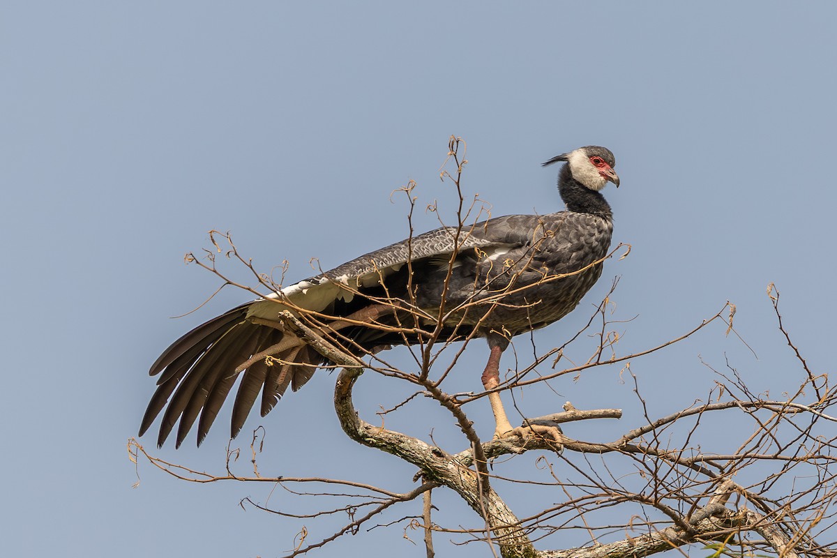 Northern Screamer - ML638064994