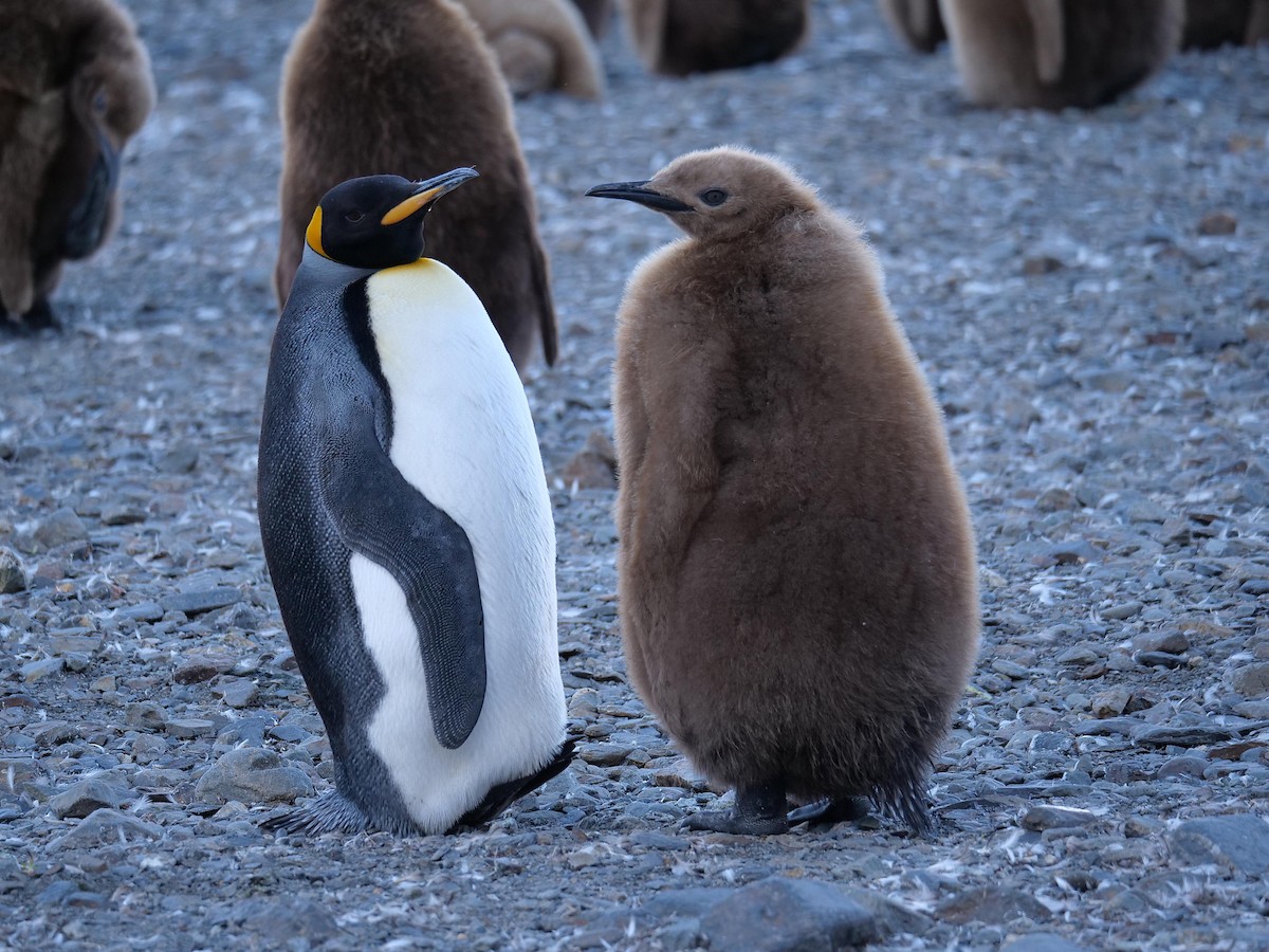 King Penguin - ML638065000