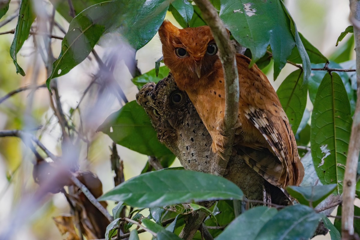 Sokoke Scops-Owl - ML638065007