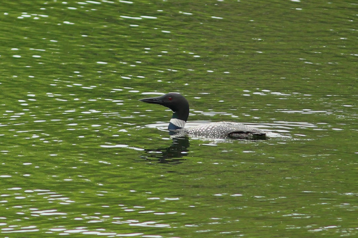 Common Loon - ML638065010