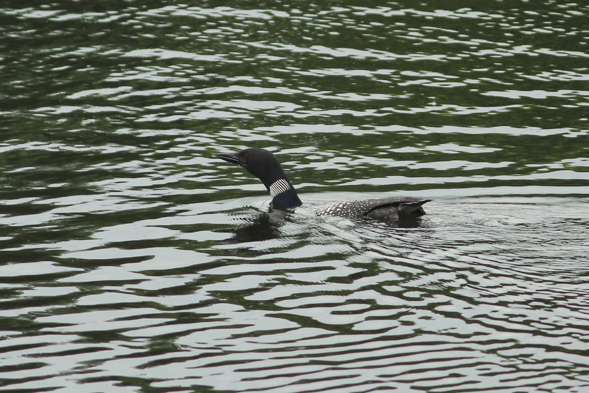 Common Loon - ML638065011