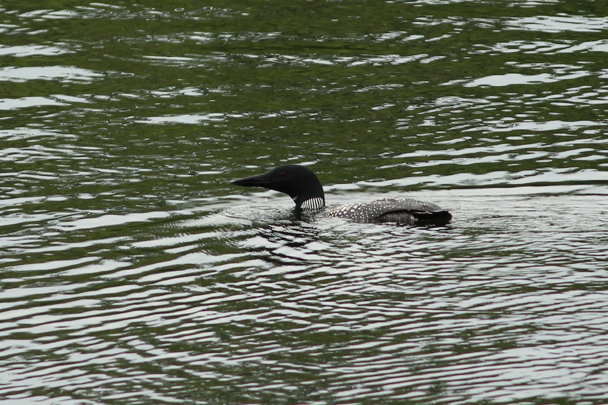 Common Loon - ML638065014