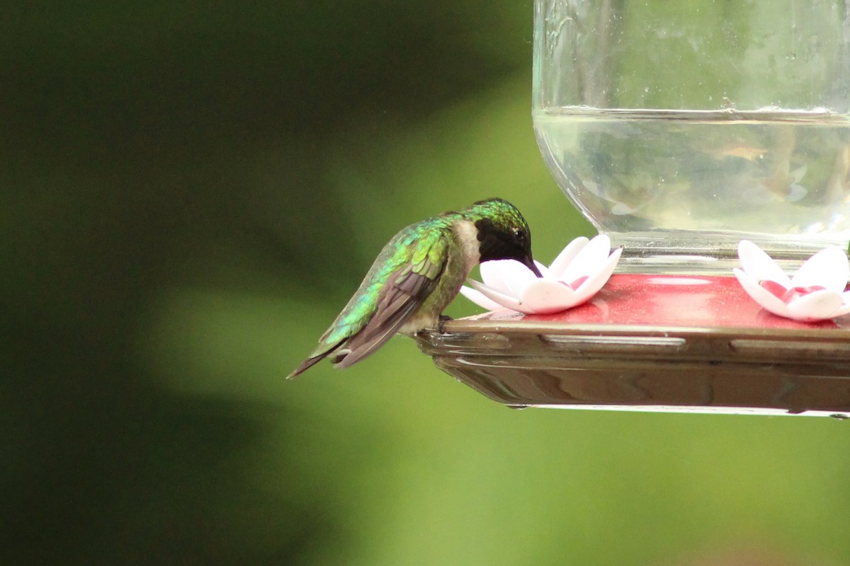 Ruby-throated Hummingbird - ML638065016