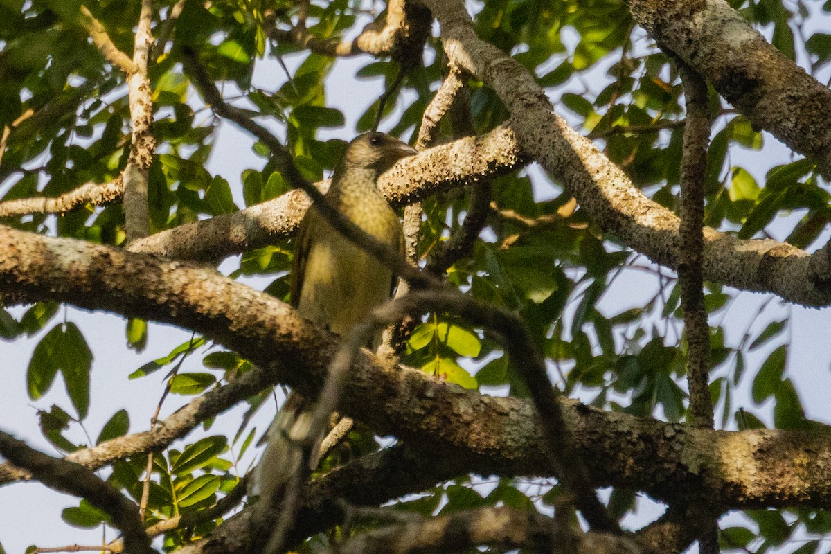 Scaly-throated Honeyguide - ML638065024