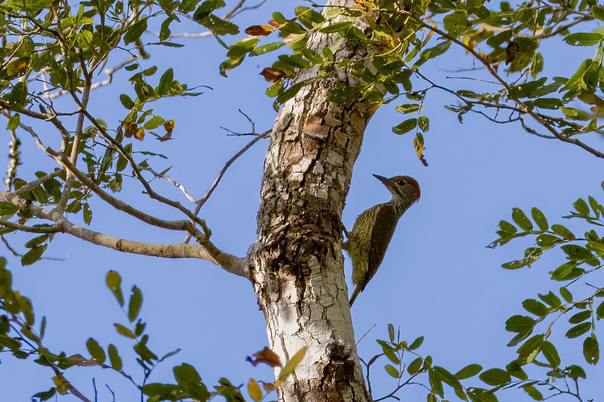 Mombasa Woodpecker - ML638065037