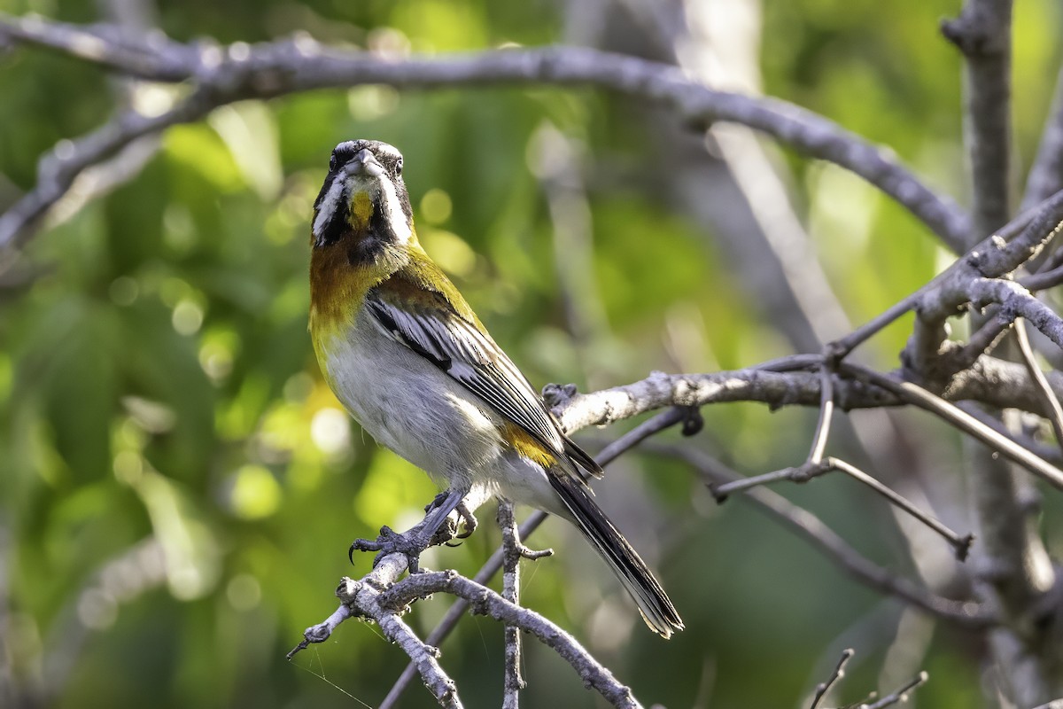 Western Spindalis - ML638065038