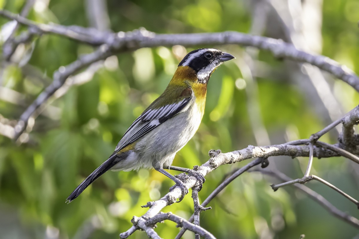 Western Spindalis - ML638065044