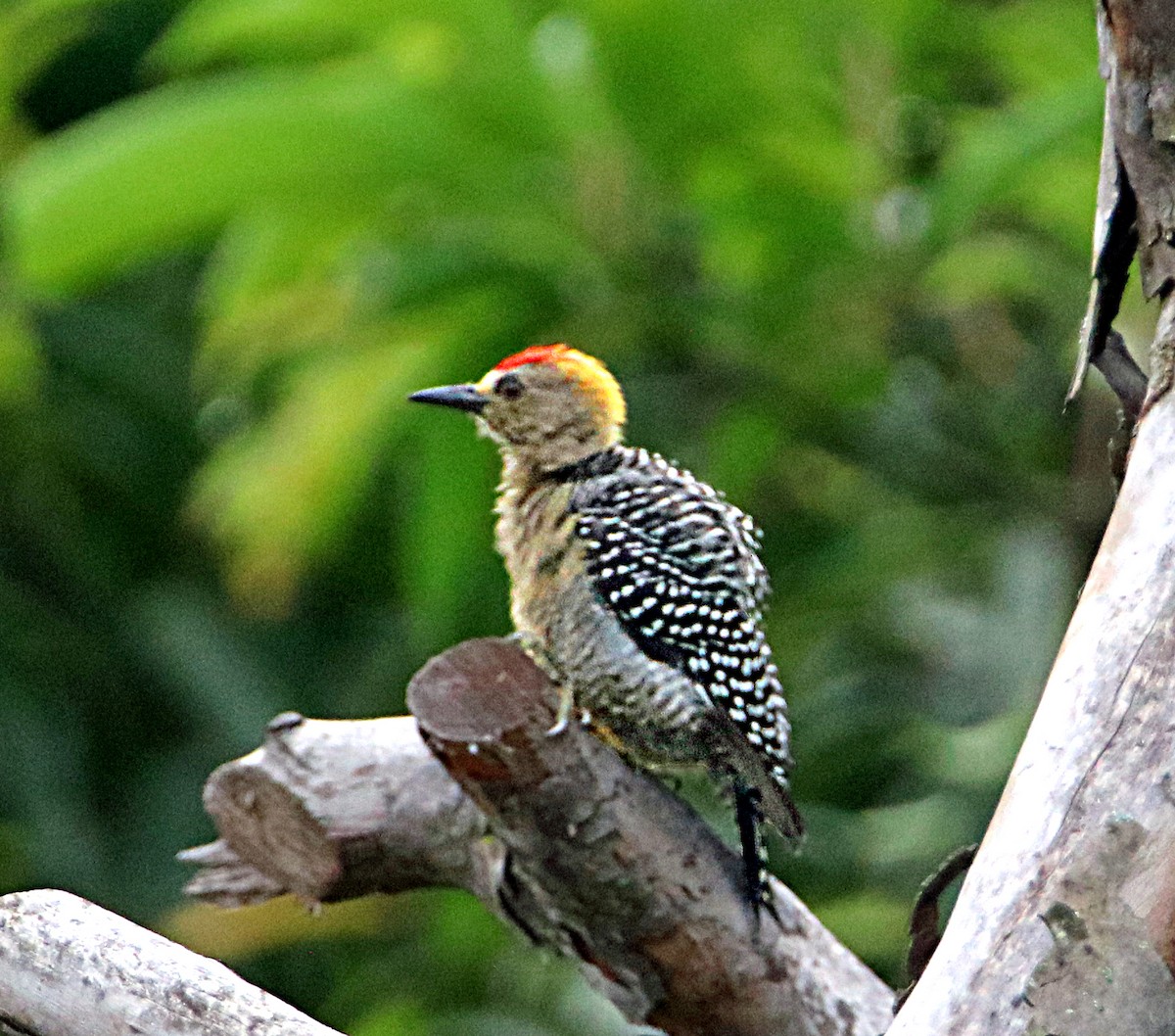 Hoffmann's Woodpecker - ML638065045