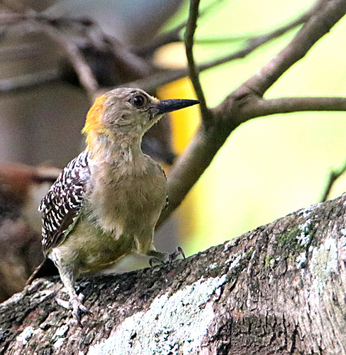 Hoffmann's Woodpecker - ML638065047