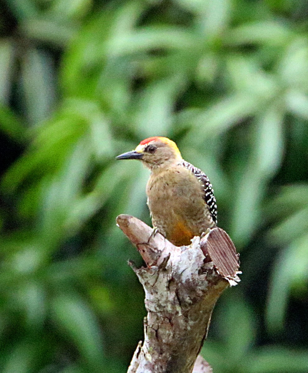 Hoffmann's Woodpecker - ML638065048