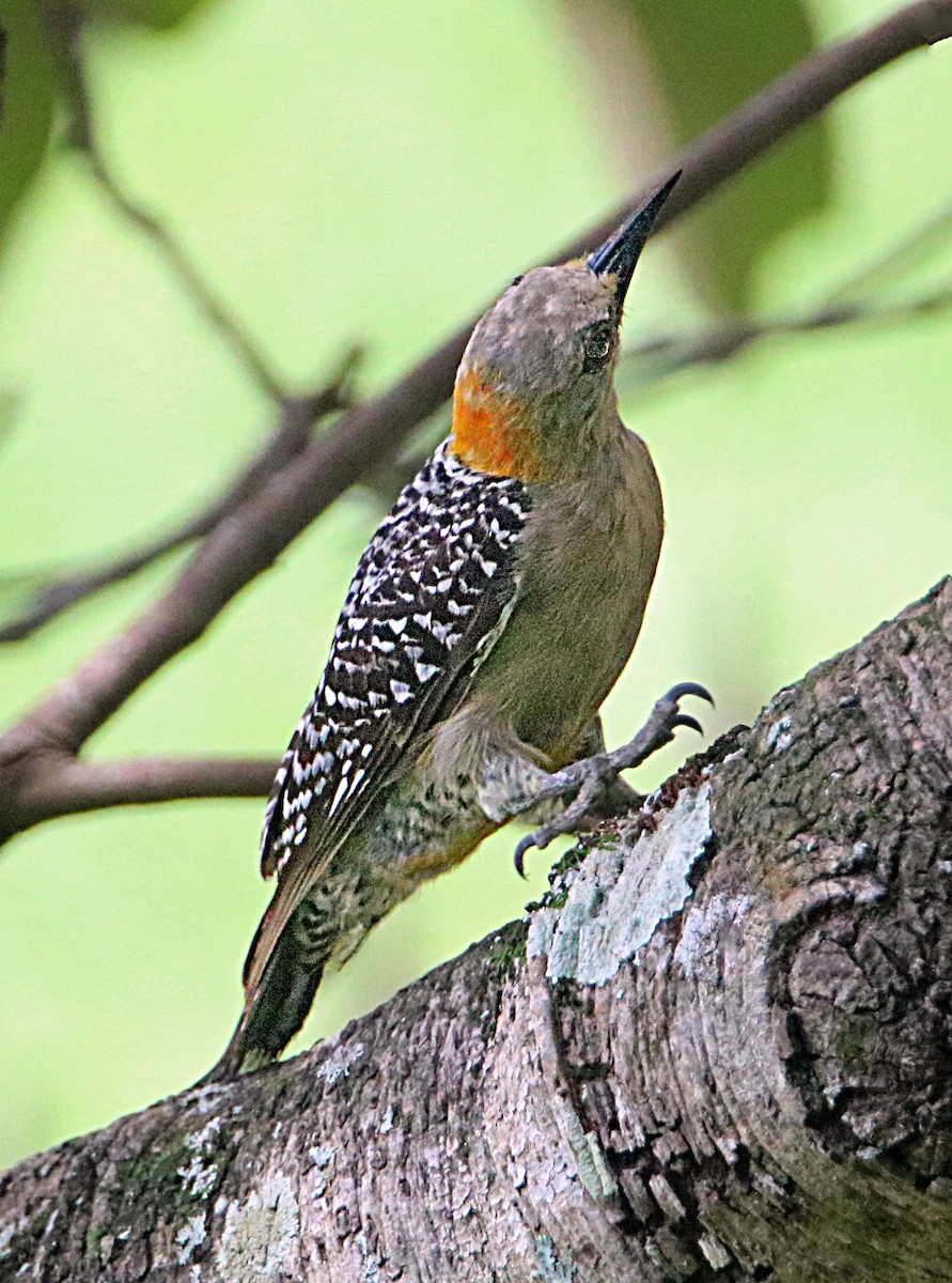 Hoffmann's Woodpecker - ML638065049