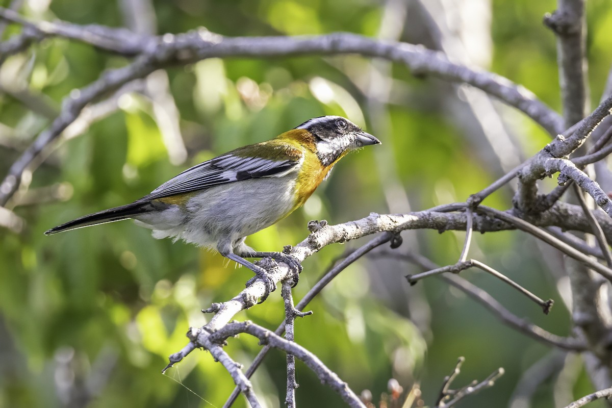 Western Spindalis - ML638065053