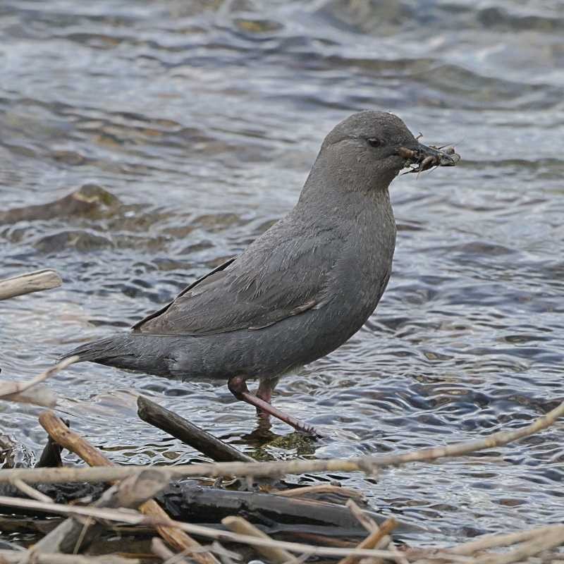 American Dipper - ML638065066