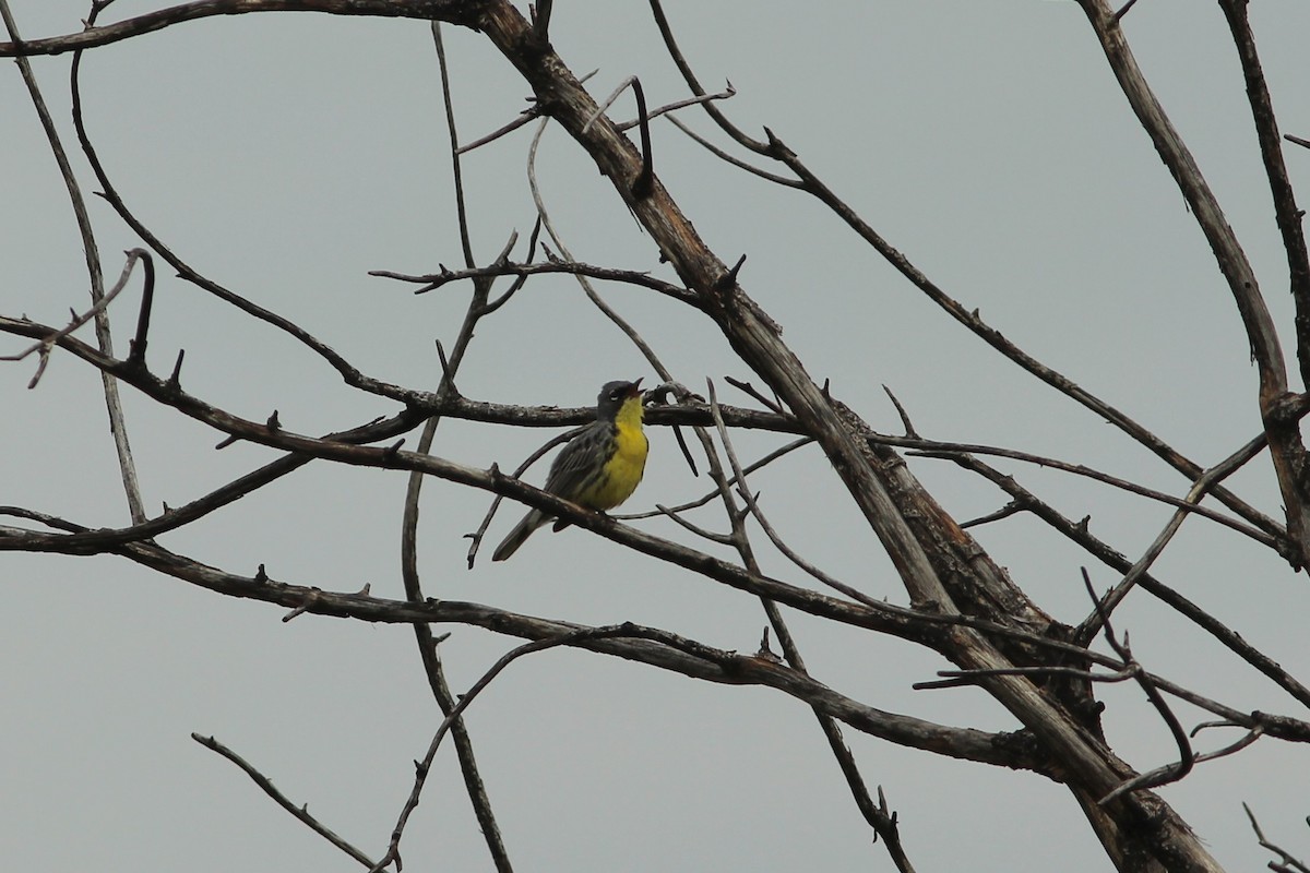 Kirtland's Warbler - ML638065072