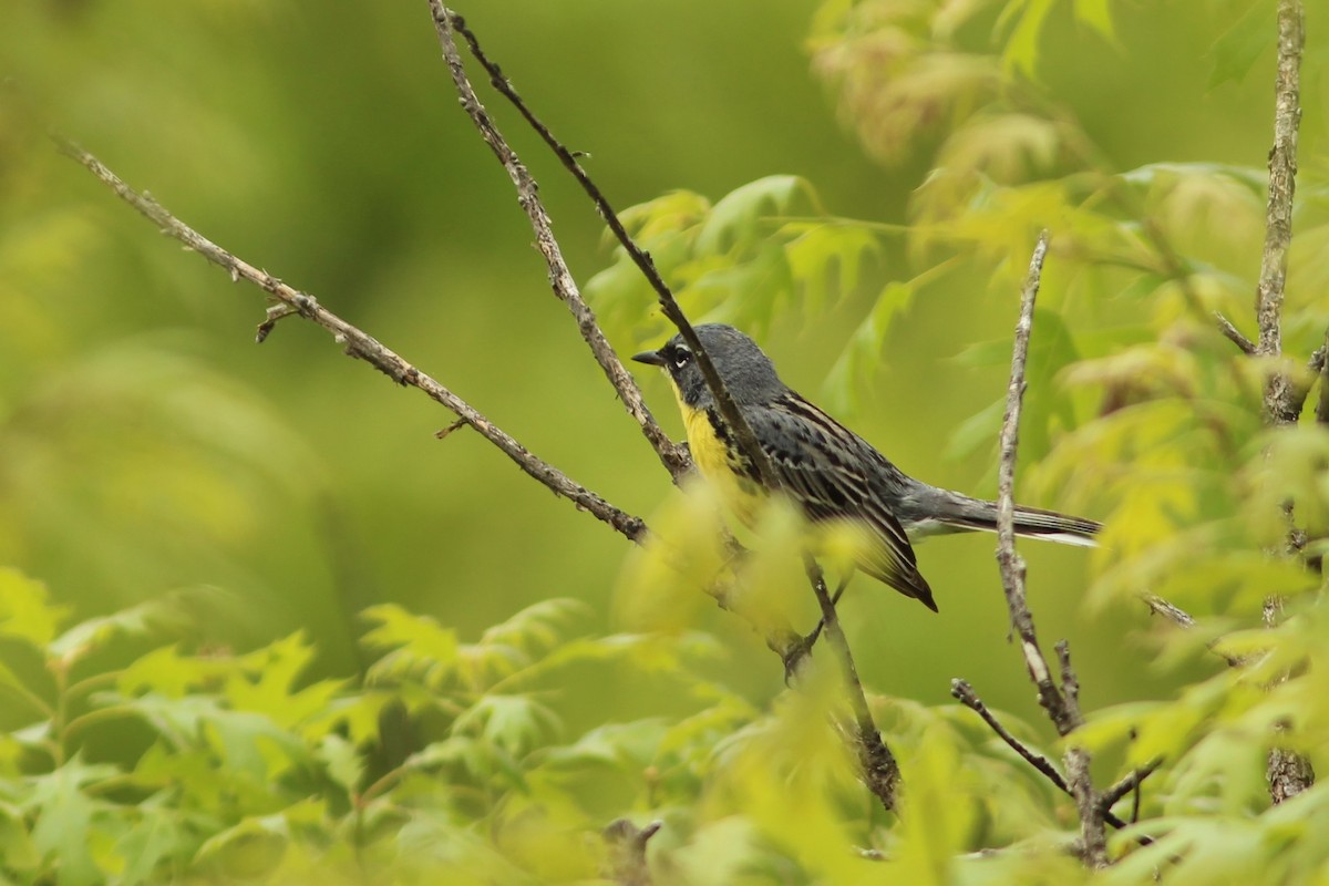 Kirtland's Warbler - ML638065073