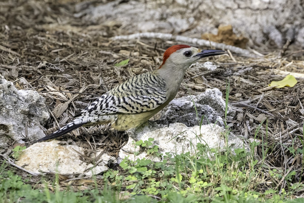 West Indian Woodpecker - ML638065097