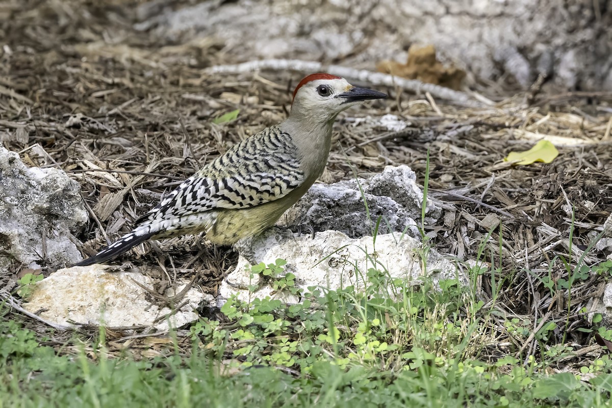 West Indian Woodpecker - ML638065101