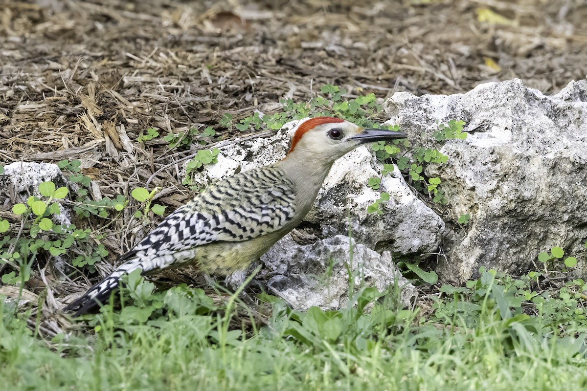 West Indian Woodpecker - ML638065103